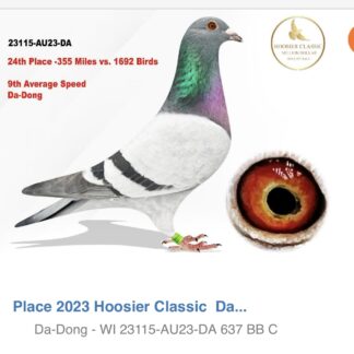 23115 DA 2023
