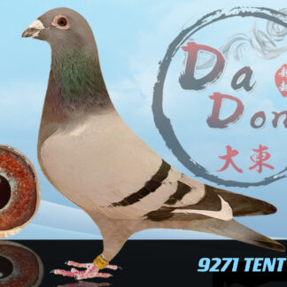 9271 TENT 2019