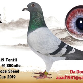 9158 TENT 2019